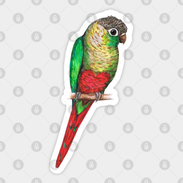 Conure with a heart on its belly Sticker by Bwiselizzy